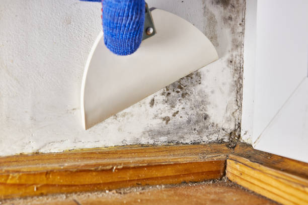 Best Post-Construction Mold Inspection  in Shawnee Hills, OH